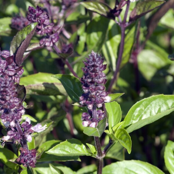 Herb Basil Cinnamon - Image 3