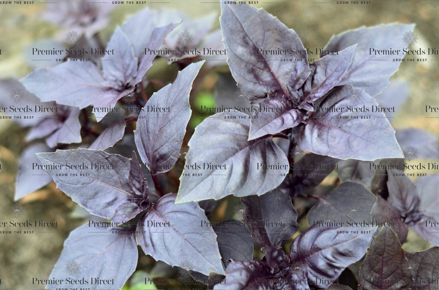 Basil Dark Opal Herbs Premier Seeds Direct ltd