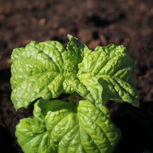 A Giant Napoletano Bolloso Basil plant with crinkled light green lettuce-like leaves growing in the soil