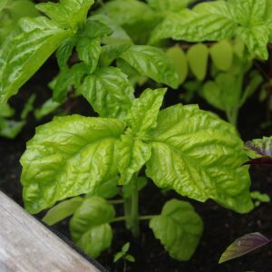 Giant Napoletano Bolloso Basil leaves growing with a crinkled, lettuce-like texture in vibrant green