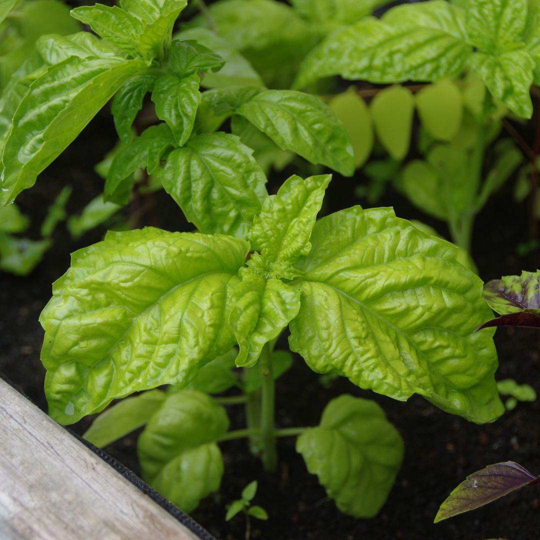 Giant Napoletano Bolloso Basil leaves growing with a crinkled, lettuce-like texture in vibrant green