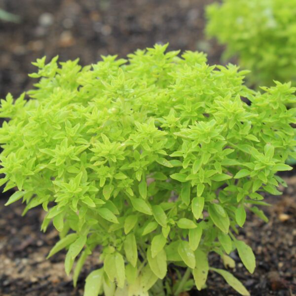 Herb Basil Dwarf Greek - Image 2