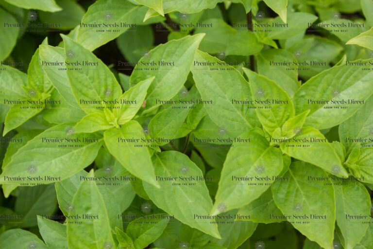 Herb Basil Lime Ocimum Basilicum Herbs Basil Premier Seeds Direct ltd
