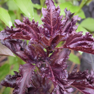 Herb Basil Purple Ruffles