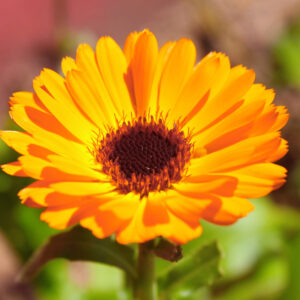 Calendula Herb Seeds