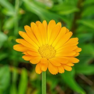 Calendula Nova