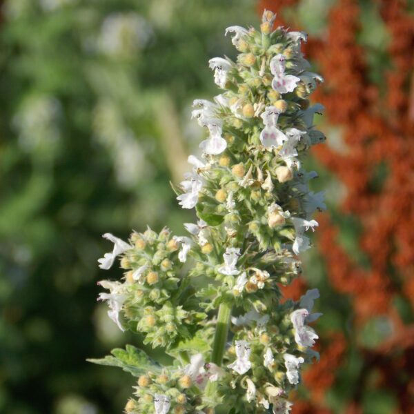 Herb White Catnip Catmint - Image 2