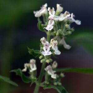 Herb White Catnip Catmint