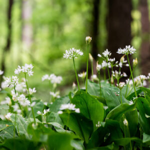 Wild Garlic Ramsons growing naturally in a forest with bright white flowers and deep green leaves