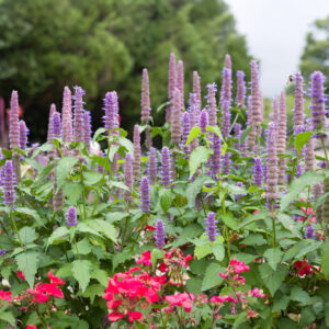 Herb Lavender Hyssop (Agastache)