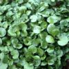 Herb - Watercress Nasturtium Organic - Image 3
