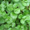 Herb - Watercress Nasturtium Organic