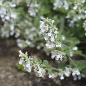 Herb White Catnip (Catmint)