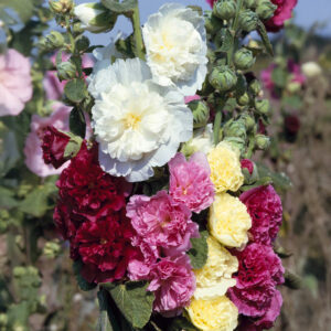 Chater's Double Mix Hollyhock flowers in white, yellow, pink, and burgundy