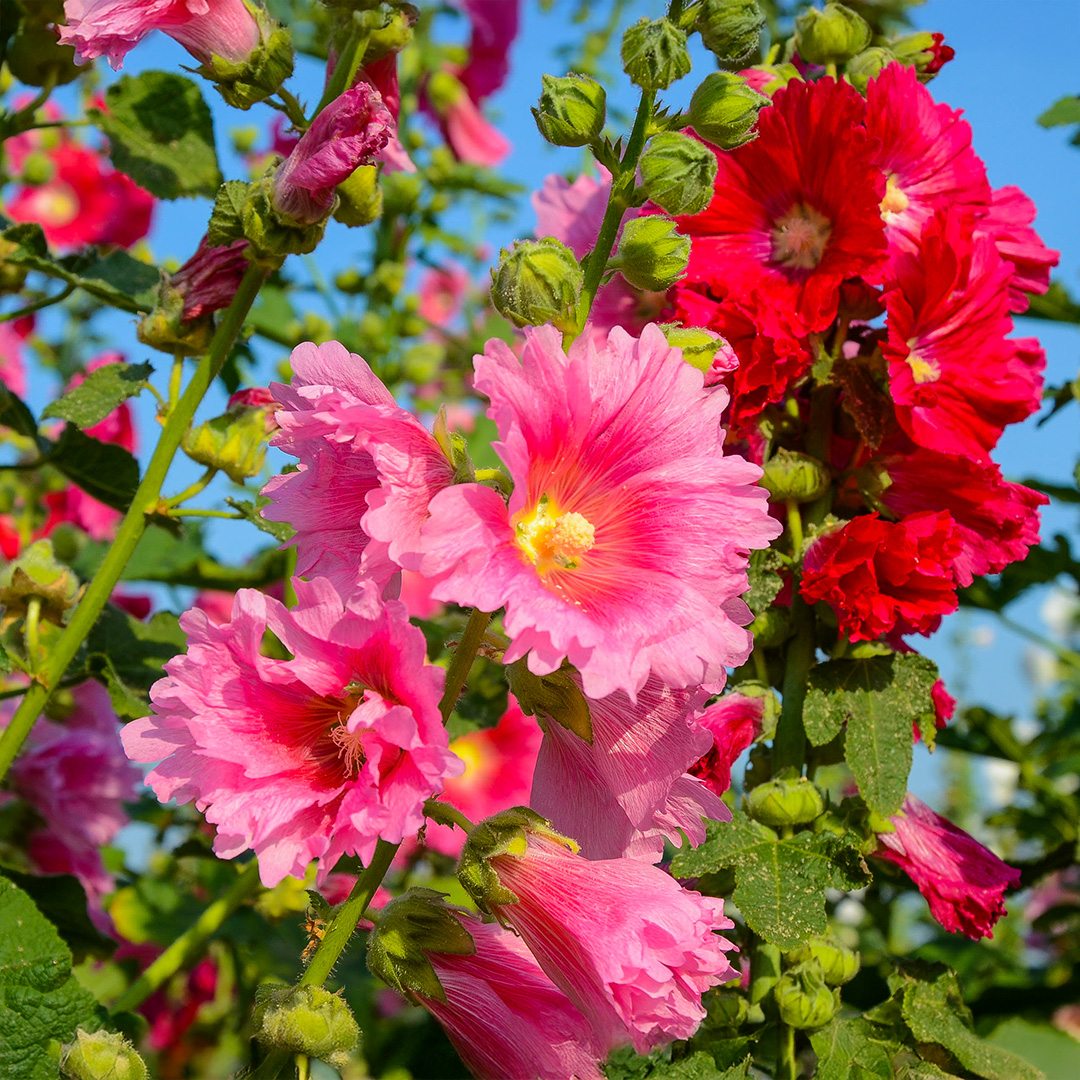 Majorette Mix of Hollyhock flowers in pink, red, and yellow with blue skies above