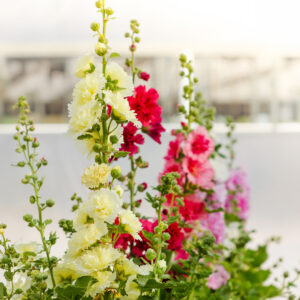 A variety of brightly coloured Hollyhock flowers in a variety of colours including red, cream, and pink