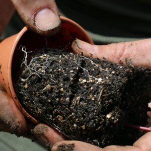 Vermiculite thoroughly mixed through compost coming out of an orange plant pot. There are hands pulling the compost apart and you can see roots throughout.