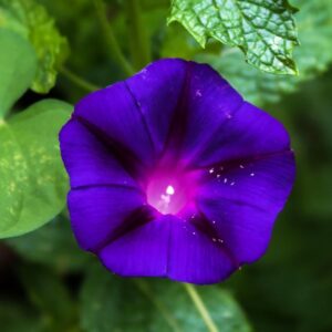 Ipomoea Morning Glory Black Knight flowers in deep purple with bright green leaves