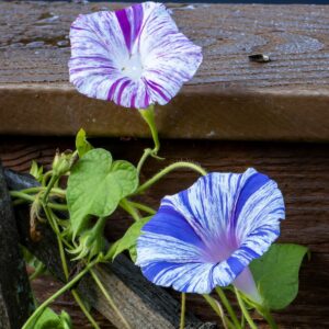 Carnevale di Venezia Ipomoea Morning Glory white flower with indigo painted stripes and white flower with bright pink stripes