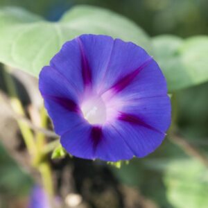 Deep purple streaked Grandpa Ott Ipomoea Morning Glory flowers with leafy green background