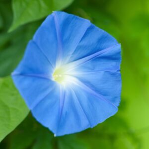 Light sky blue Heavenly Blue Ipomoea Morning Glory flower with light green leaves