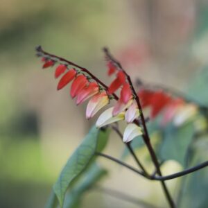 Ipomoea Jungle Queen flowers in bloom with orange, red, yellow, and white petals and a blurred green background