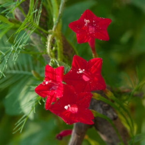 Red Feather Ipomoea Morning Glory flowers with green frond-like leaves
