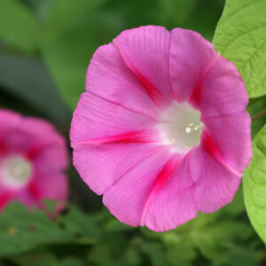Scarlet O'Hara Ipomoea Morning Glory flowers with bright pink petals with fuchsia stripes and a white centre
