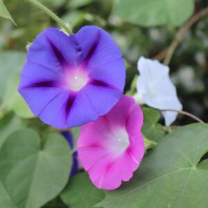 Ipomoea Morning Glory Tricolour Mix flowers in purple, pink, and white with green leaves