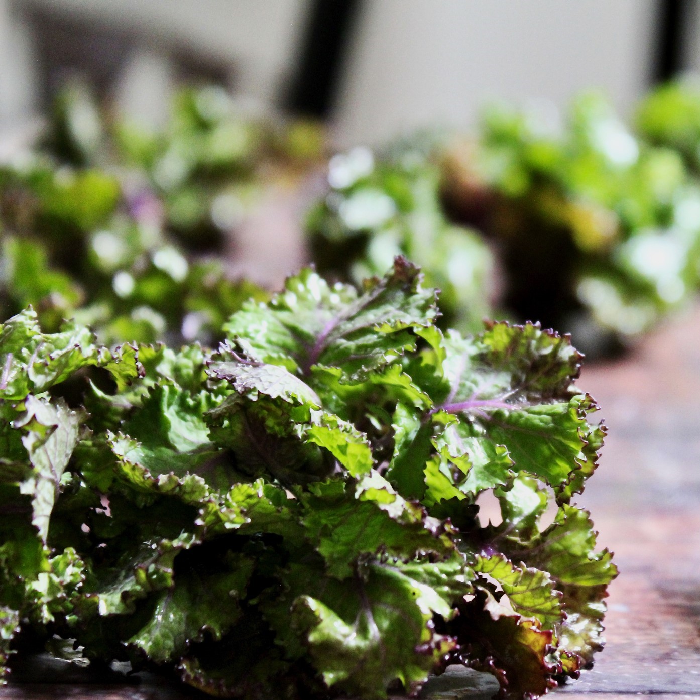 Kalette (Flower Sprout) - Image 3