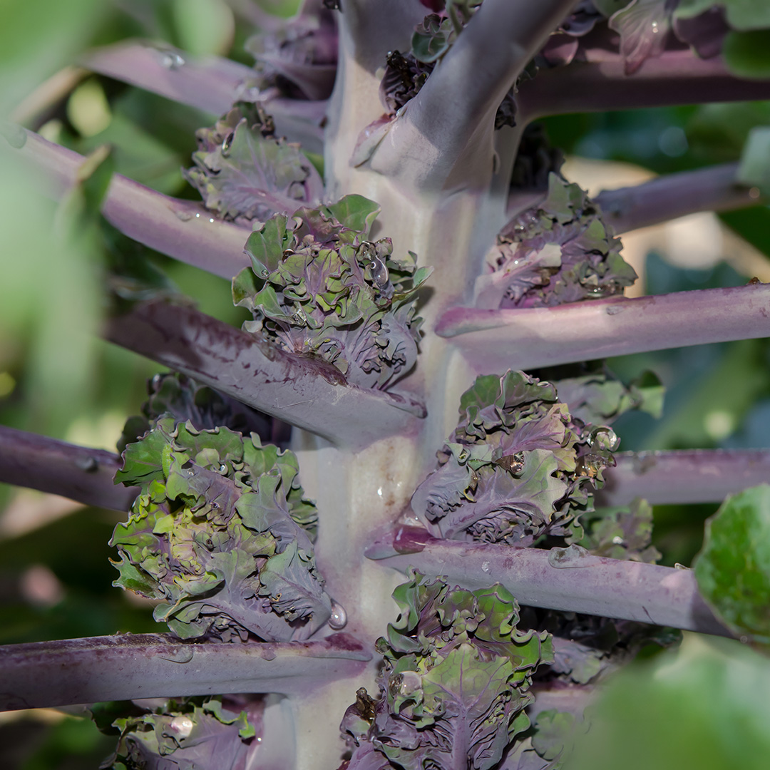 Kalette Flower Sprouts growing on the stalk. These are a brassica cross between kale and Brussels sprouts with deep purple and green crinkled leaves.