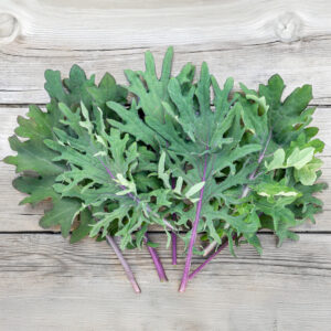 Kale Borecole Heirloom Red Russian