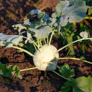 Kohlrabi Superschmelz