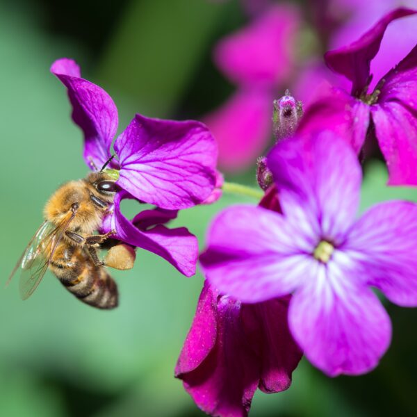 Lunaria Honesty new - Image 3