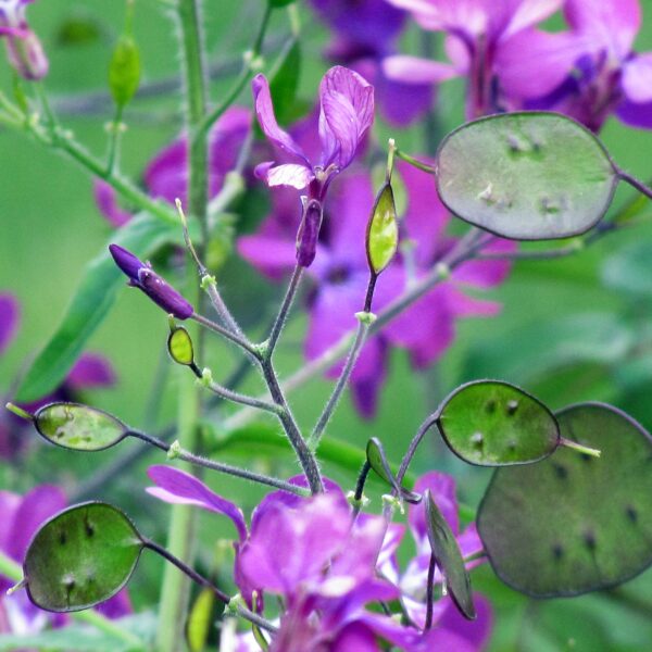 Lunaria Honesty new