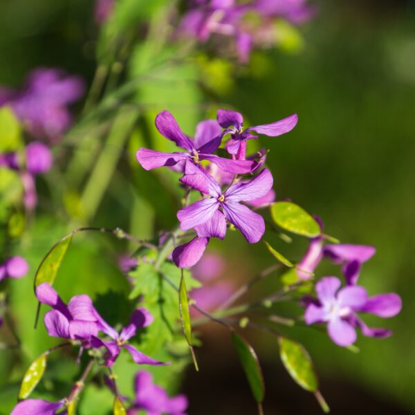 Lunaria Honesty new - Image 2