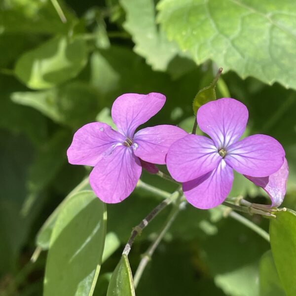 Lunaria Honesty new - Image 4