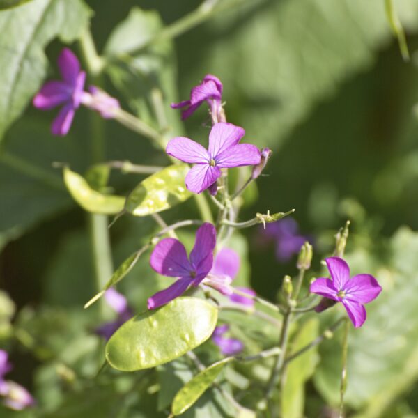 Lunaria Honesty new - Image 5