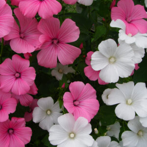 Lavatera Seeds