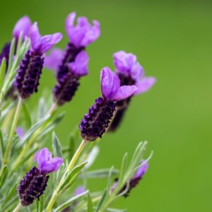 A close up image of French lavender flowers in a pink purple colour with blurred green background