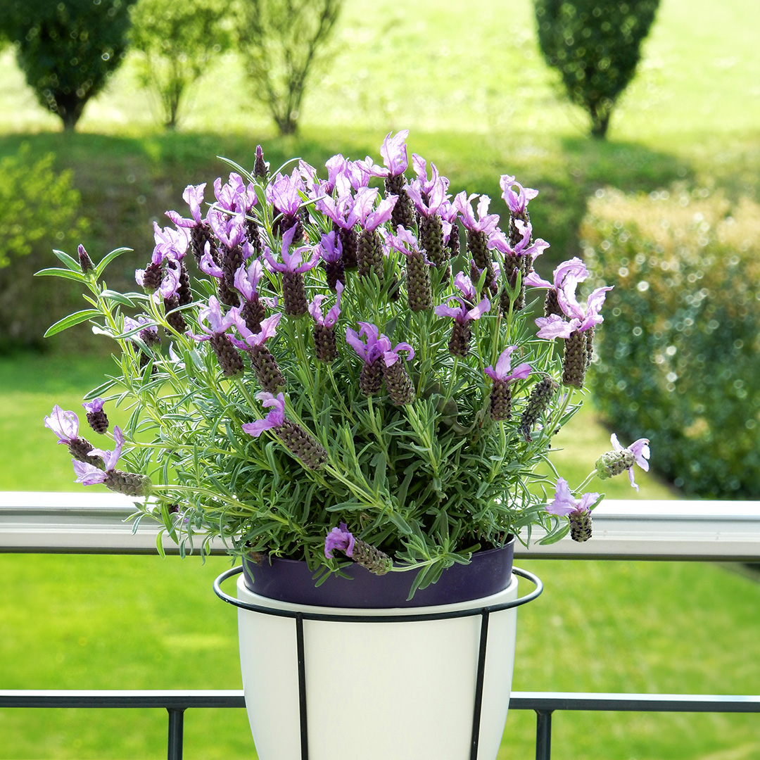 French lavender flowers growing in a white pot on a balcony with mauve pink purple flowers and a manicured garden in the background