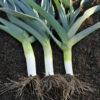 Leek Heirloom Blue De Solaise