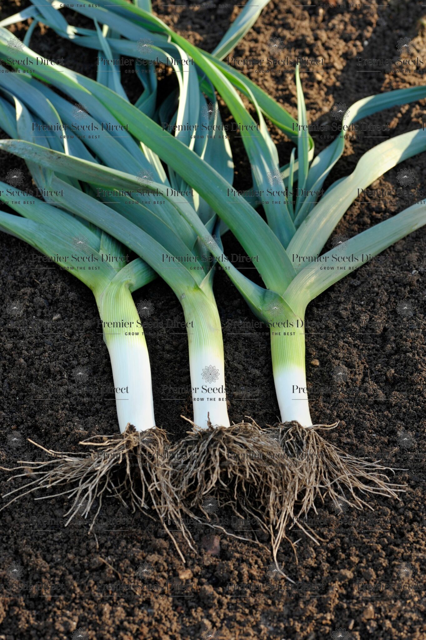 Leek Heirloom Blue De Solaise Leek Premier Seeds Direct ltd