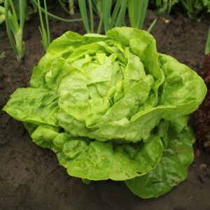 Lettuce All Year Round