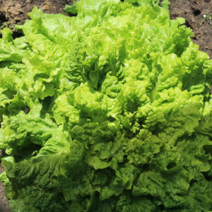 Lettuce Black Seeded Simpson