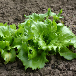 Ice Queen Lettuce growing with loose green leaves in the soil