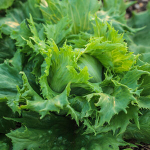 Ice Queen Lettuce growing with loose green leaves in the soil