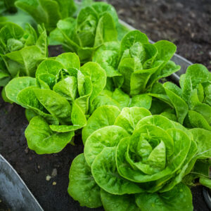 Lettuce Little Gem