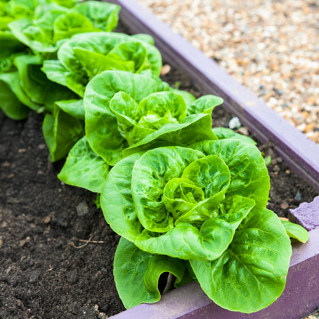 Little Gem lettuces growing in a soil planter