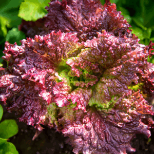 Organic Lettuce Lolla Rossa